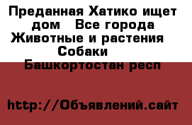 Преданная Хатико ищет дом - Все города Животные и растения » Собаки   . Башкортостан респ.